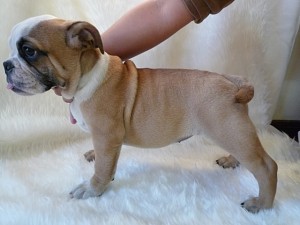 b_bulldog_a2 ブルドッグ 天才!志村どうぶつ園 出演