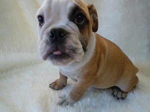 b_bulldog_a4 ブルドッグ 子犬販売
