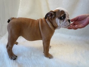 ブルドッグ　女の子　メス