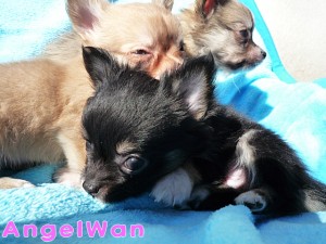 チワワ　ブラックタン