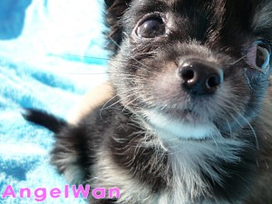 チワワ　ブラックタン