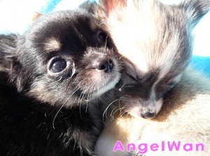 チワワ　ブラックタン