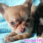 チワワ　レッド