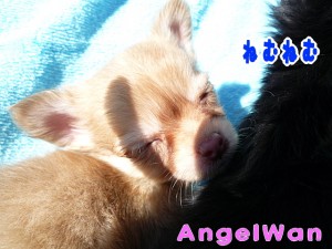 チワワ　レッド