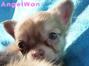 チワワ　レッド