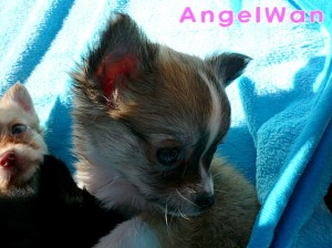 チワワ　ロング　レッド＆ホワイト