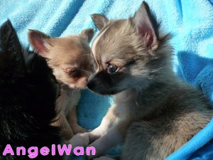 チワワ　レッド＆ホワイト　ロング