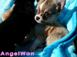 チワワ　レッド＆ホワイト　ロング