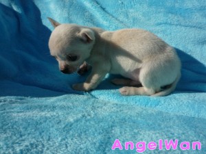 チワワ　スムース　クリーム　男の子