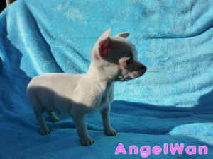 チワワ　スムース　男の子　クリーム