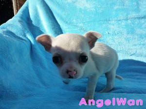 チワワ　クリーム　男の子　スムース