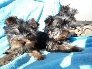 b_yorkshire0127_a2 ヨークシャーテリア