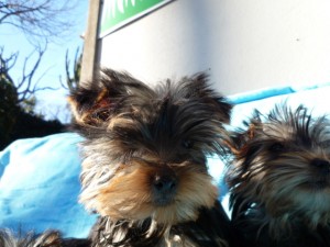 b_yorkshire0127_a4 ヨークシャーテリア