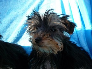 b_yorkshire0127_a5 ヨークシャーテリア