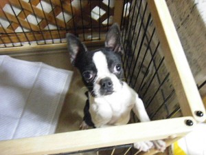 boston0314_3 ボストンテリア 極小 良血統