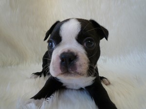 ボストンテリア　男の子