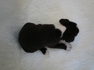 ボストンテリア　男の子