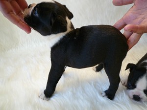 ボストンテリア　男の子