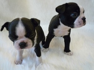 ボストンテリア　男の子