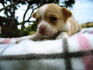 チワワ　レッド＆ホワイト　スムース