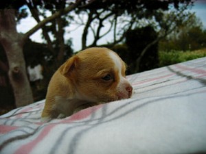 チワワ　レッド＆ホワイト　子犬販売