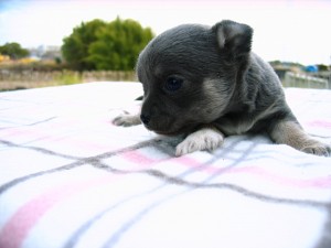 chihuahua_b2 チワワ ブルー ブリーダー