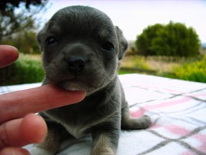 chihuahua_b3 チワワ ブルー 子犬 販売