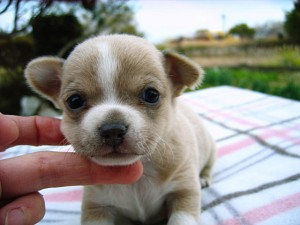 チワワ　スムース　小ぶり