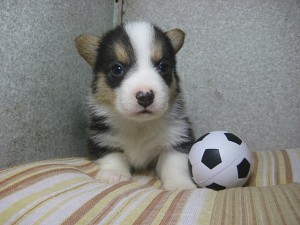 corgi0319_a2 コーギー ブラックタン&ホワイト 希少カラー