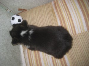 corgi0319_a3 コーギー ブラックヘッド チャンピオン直子