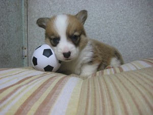 corgi0319_b2 ウェルシュコーギーペンブローク 子犬