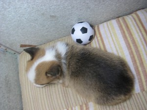 corgi0319_b3 ウエルシュコーギーベンブローグ レッド&ホワイト