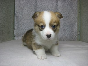 corgi0328_a1 ウェルシュコーギー 子犬