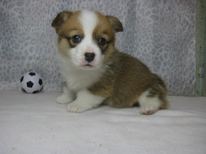 corgi0328_a2 ウエルシュコーギー レッド&ホワイト