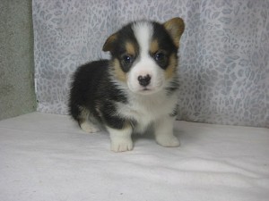 corgi0328_b1 コーギー ブラックタン&ホワイト