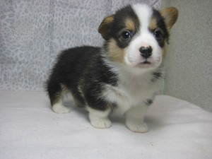 corgi0328_b2 ウェルシュコーギー ブラックタン&ホワイト