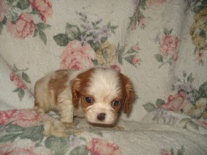 キャバリア　男の子