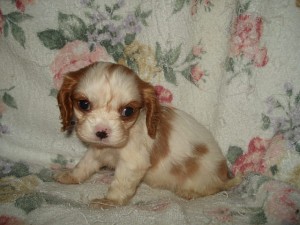 キャバリア　女の子