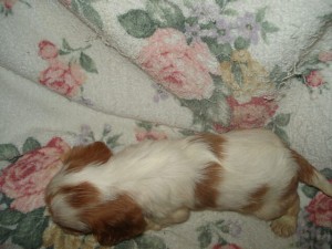 キャバリア　女の子