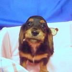 ミニチュアダックスフンド　ブラックタン