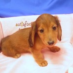 ミニチュアダックスフンド　レッド