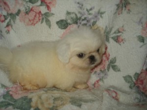ペキニーズ　男の子
