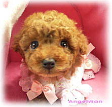 トイプードル　女の子