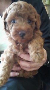 トイプードル　血統優秀　タイニーサイズ