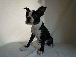 boston0414_a2 ボストンテリア 子犬販売 ペットショップ