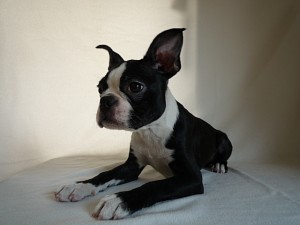 boston0414_a3 ボストンテリア 子犬販売 専門店