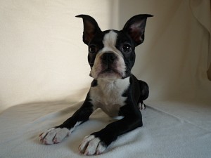 boston0414_a4 ボストンテリア ブリーダー ペットショップ 神奈川県