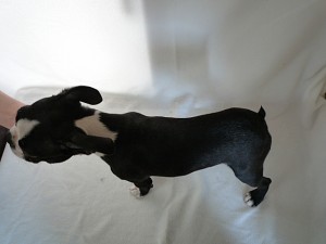 boston0414_a5 ボストンテリア 子犬 ライト級