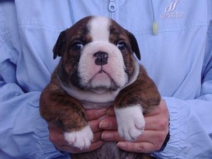 bulldog0418_a1 ブルドッグ 子犬販売 専門店