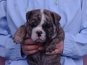 bulldog0418_d1 ブルドッグ 子犬販売 専門店 ペットショップ